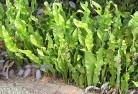 Gulmarradplants-34.jpg; ?>